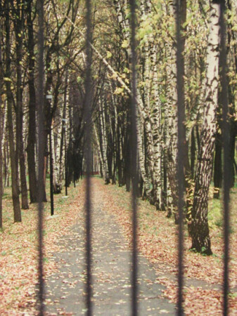 Дорожка больничного парка