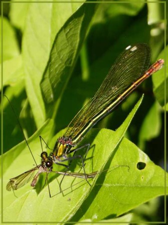 Завтрак туриста