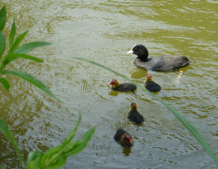 Молодое пополнение.