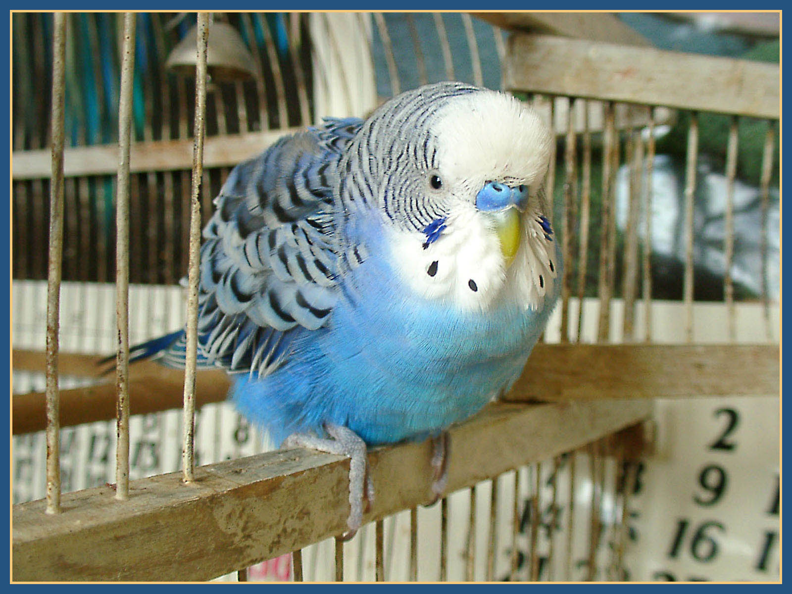 My pet