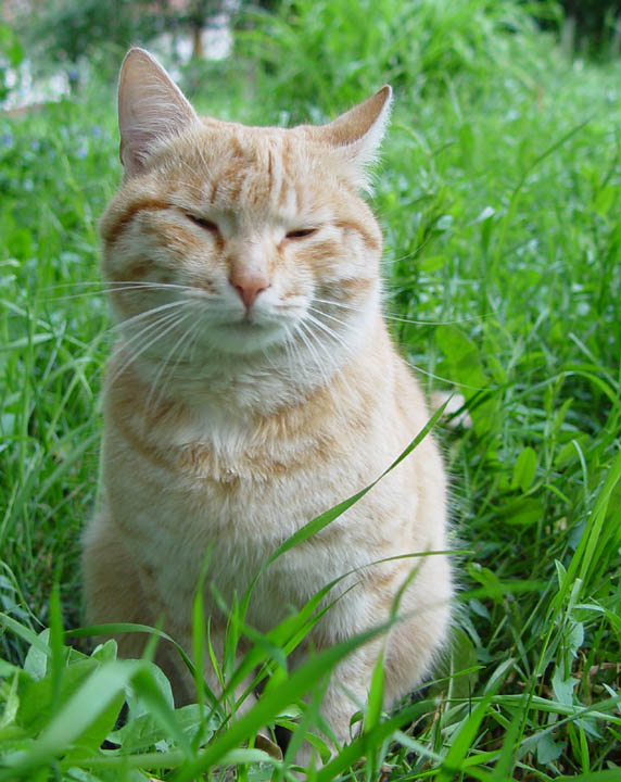 Рыжий кот на природе
