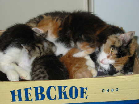 Мне бы пивасика...