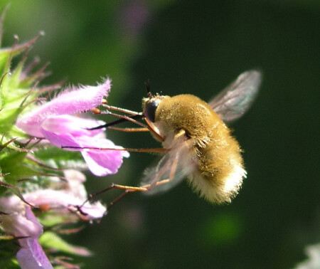 Цеппелин&#039;чик