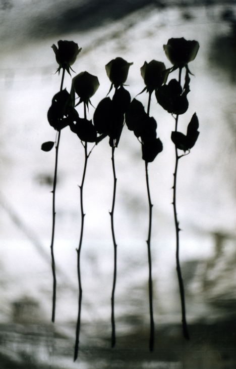 Roses...