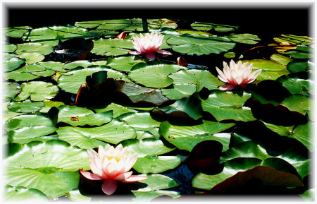 water - lily