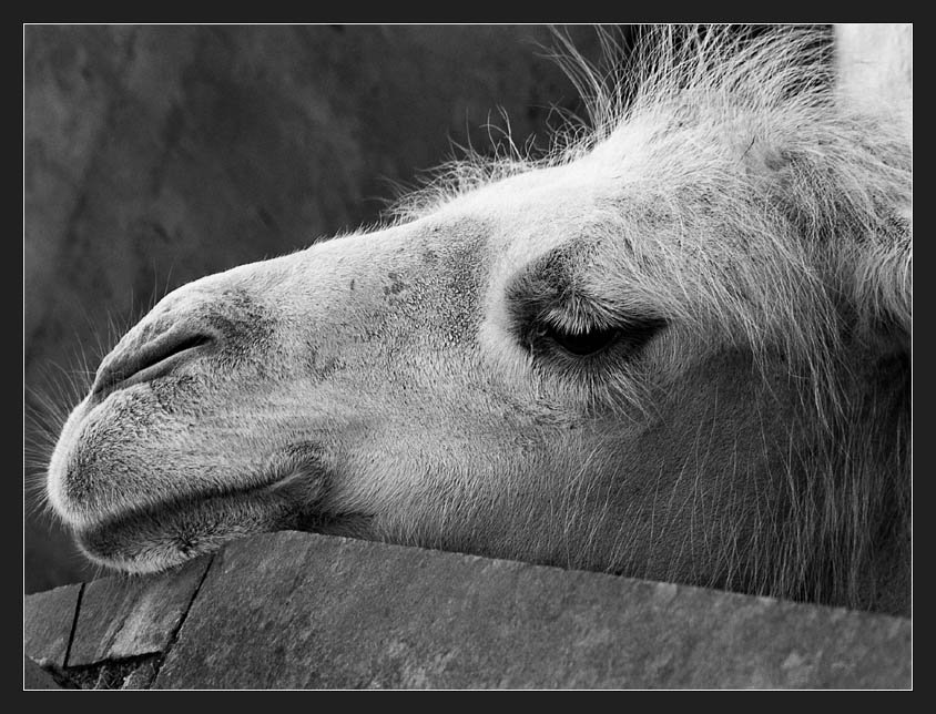CAMEL