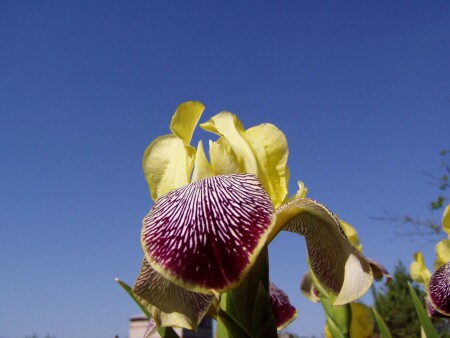 Красивый цветок