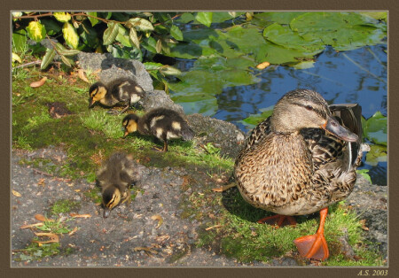 Ути-ути-ути