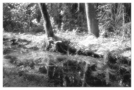 Deep Forest-2