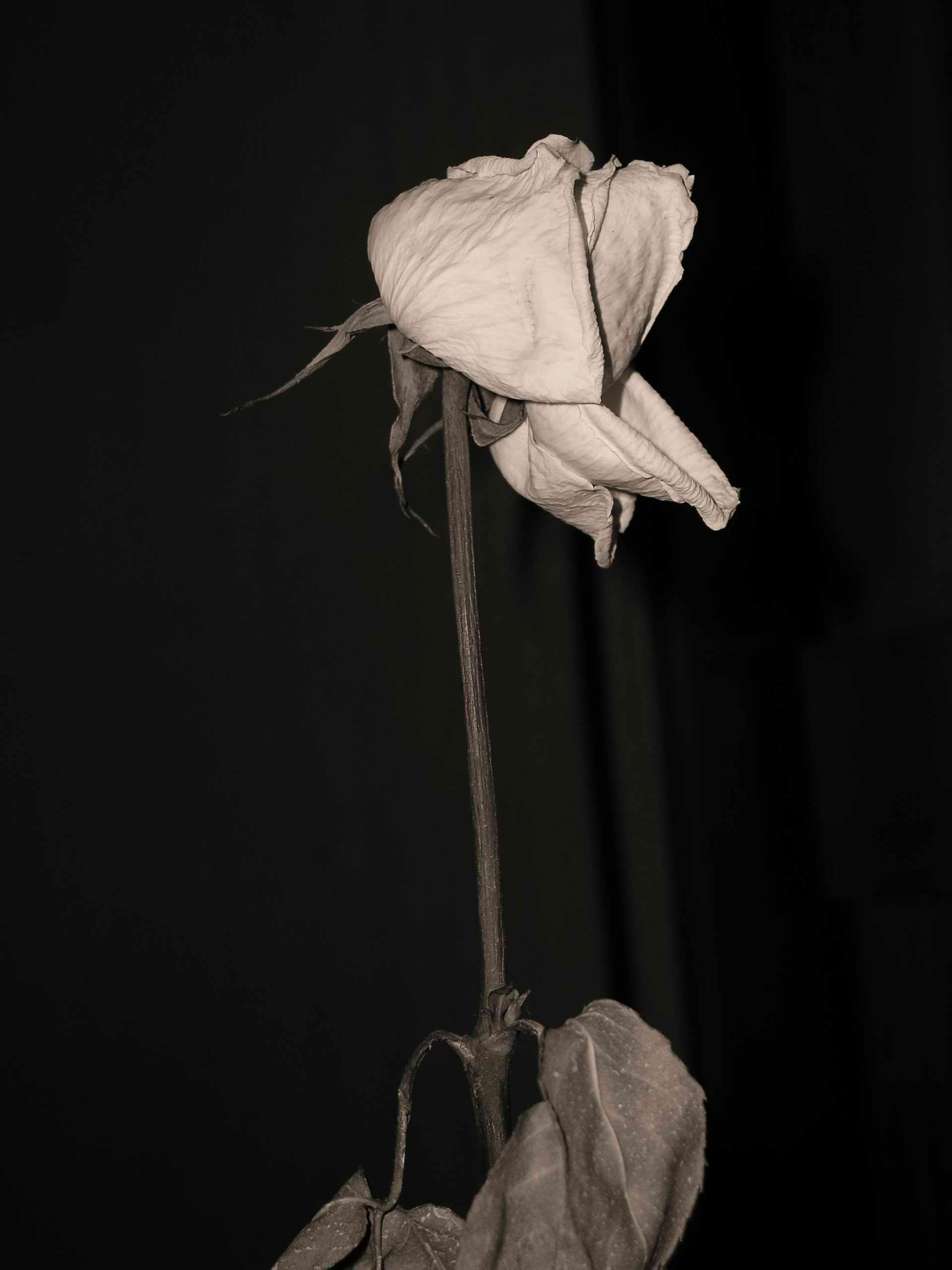 dead rose