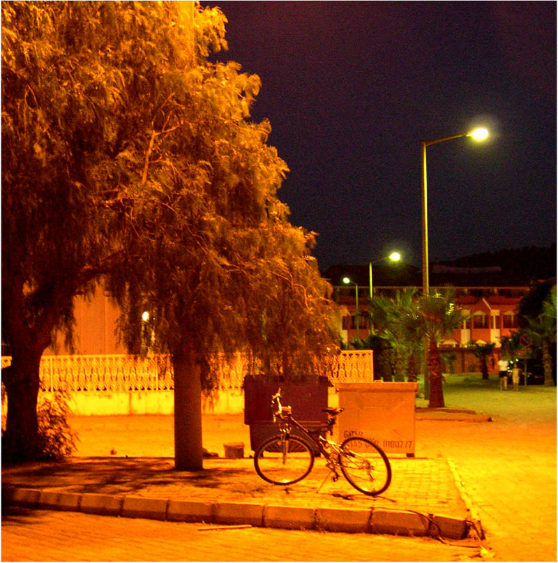 Tree and bicycle