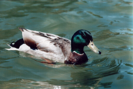 Дональд простудился