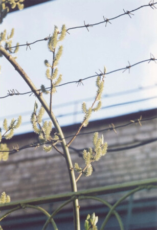 Весна на Колыме