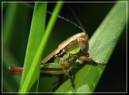 Красавчик