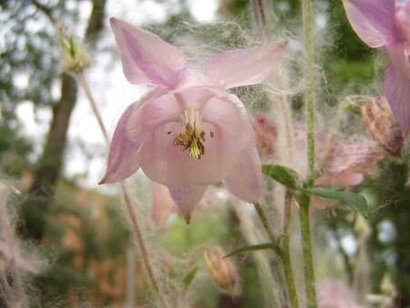 ПУШИСТЫЙ КОЛОКОЛЬЧИК