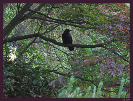 Черный ворон