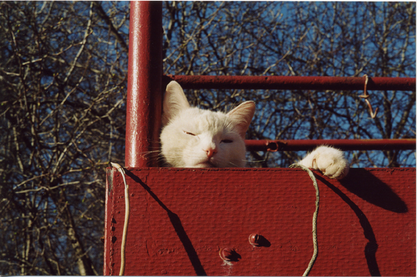 Кот...млею)