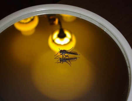 Я ль на свете всех милее...?