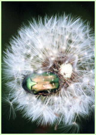 В пуховых перинах