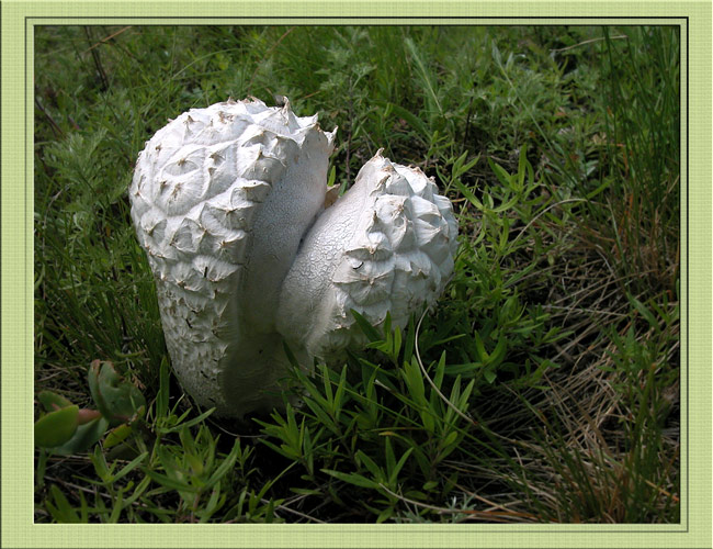 По грибы (10)