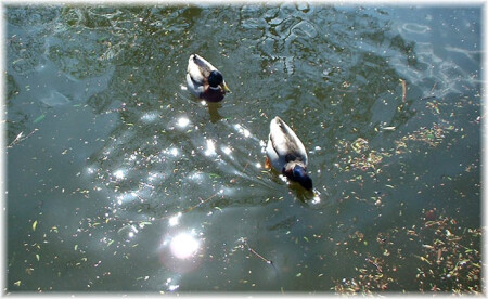 прогулки по воде