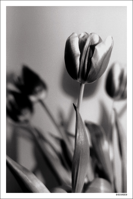 De tulipis. I
