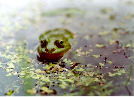 Болотный экстрим