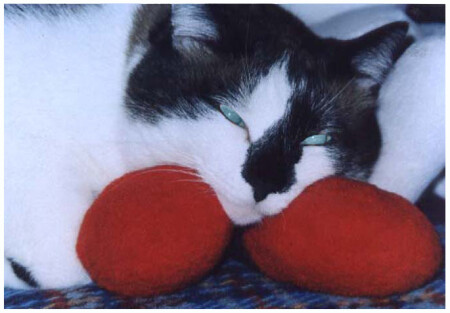 Кот-Бегемот в полусне