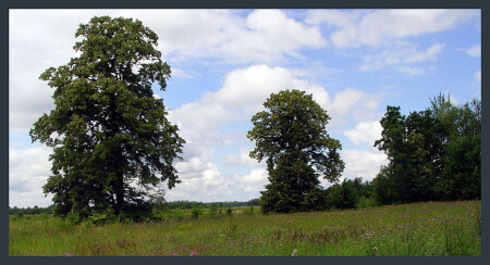 Почти что Шишкин