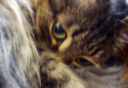 Песней кошку звать мою :)