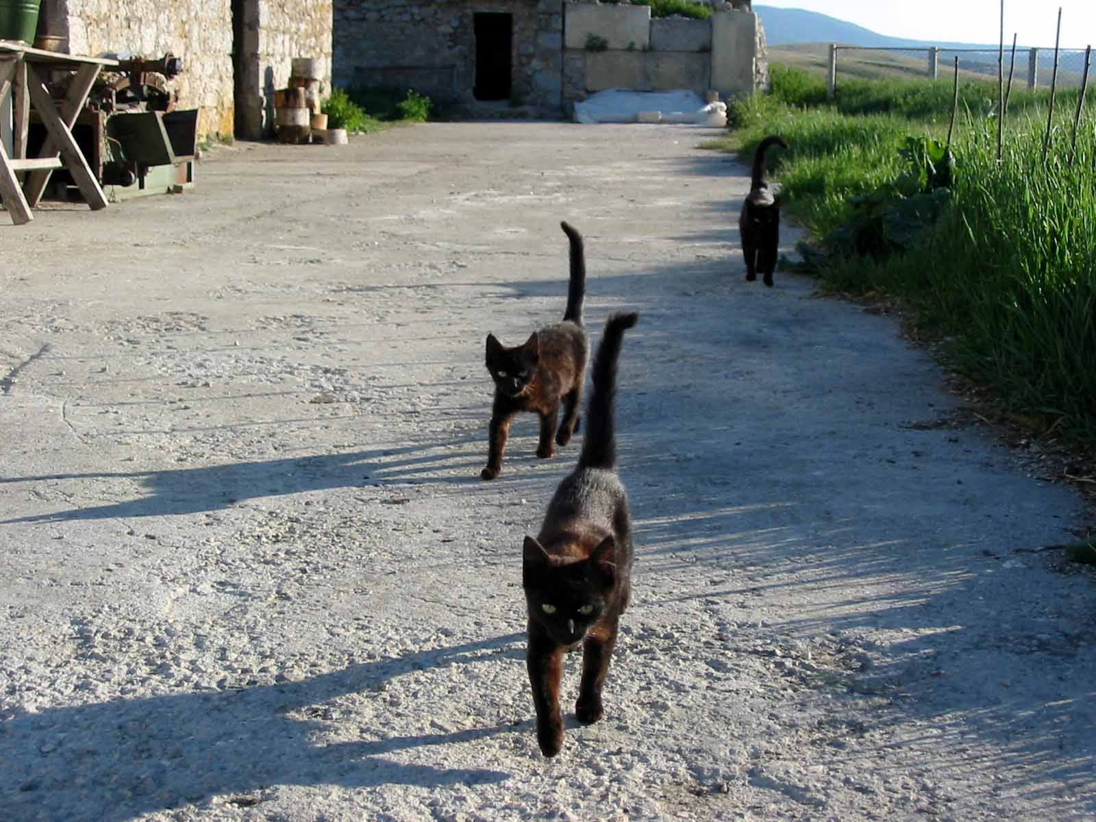 Кошки