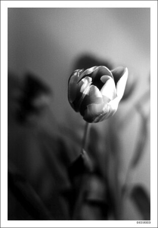 De tulipis. II