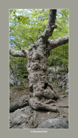 Old Tree