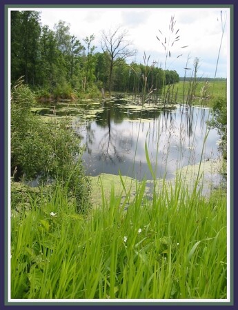 Summertime: у болотца