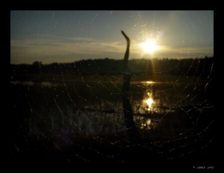 позолоченная солнцем