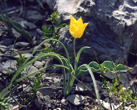 Горный тюльпан