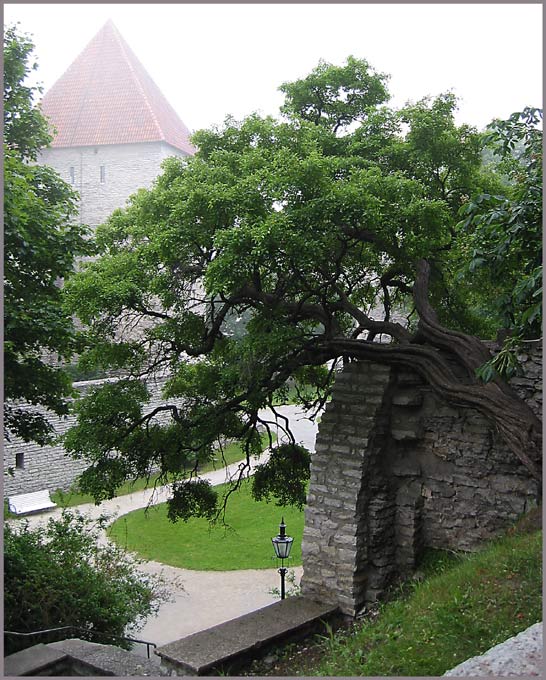 Таллинские туманные зарисовки. Зелёное