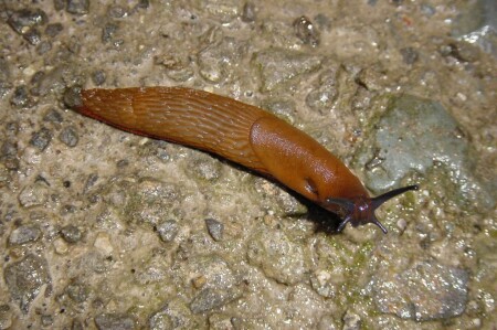 Бездомная...