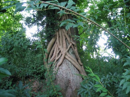 &#1042; &#1087;&#1083;&#1077;&#1085;&#1091;...