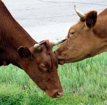 Шепни на ушко мне подружка
