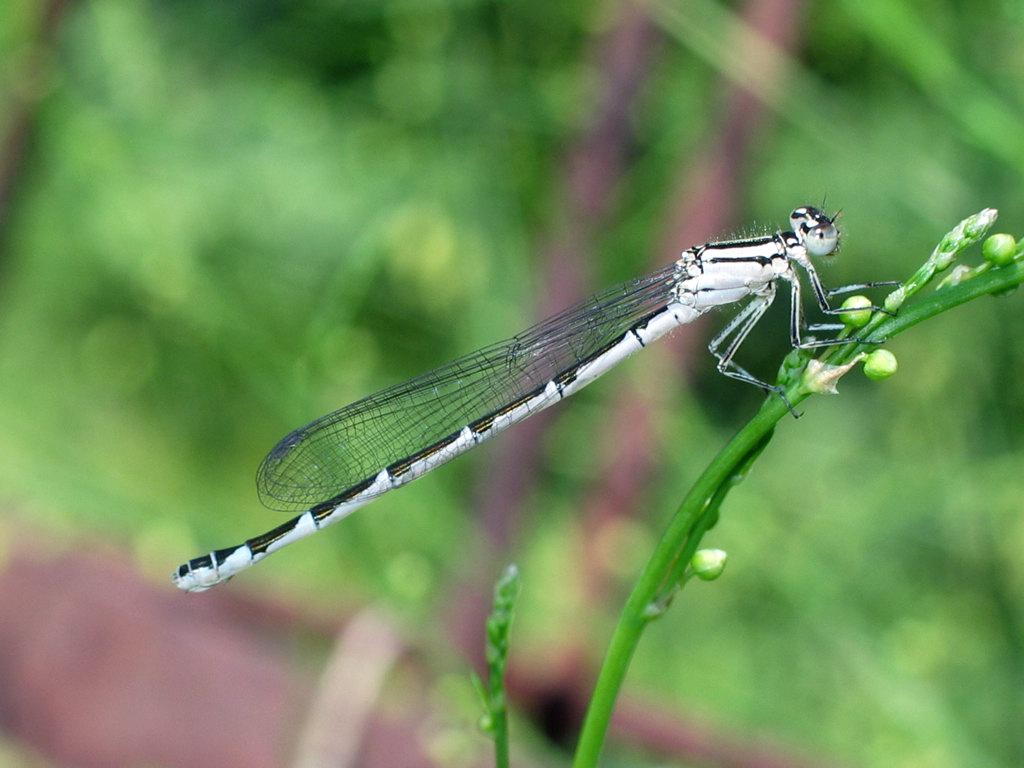 Dragon-fly