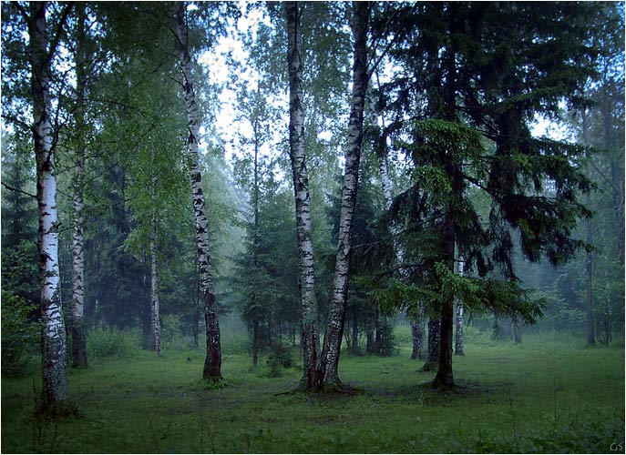 вечер в лесу