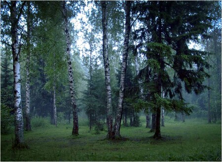 вечер в лесу