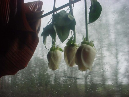 И дождь смывает все следы