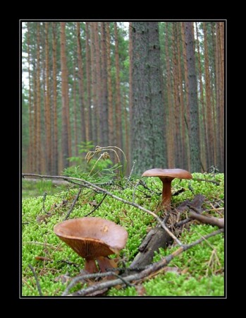 ...в глуши лесной...