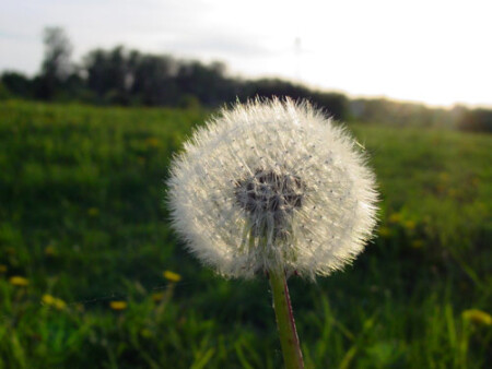 о дувань чик