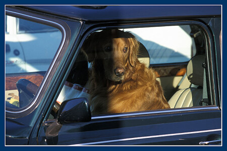 в ожидании хозяина