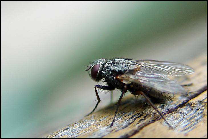Fly