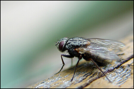 Fly
