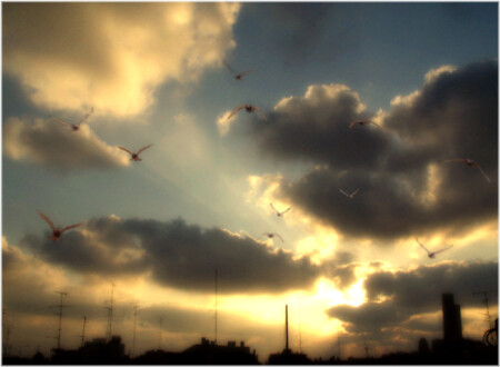 city birds